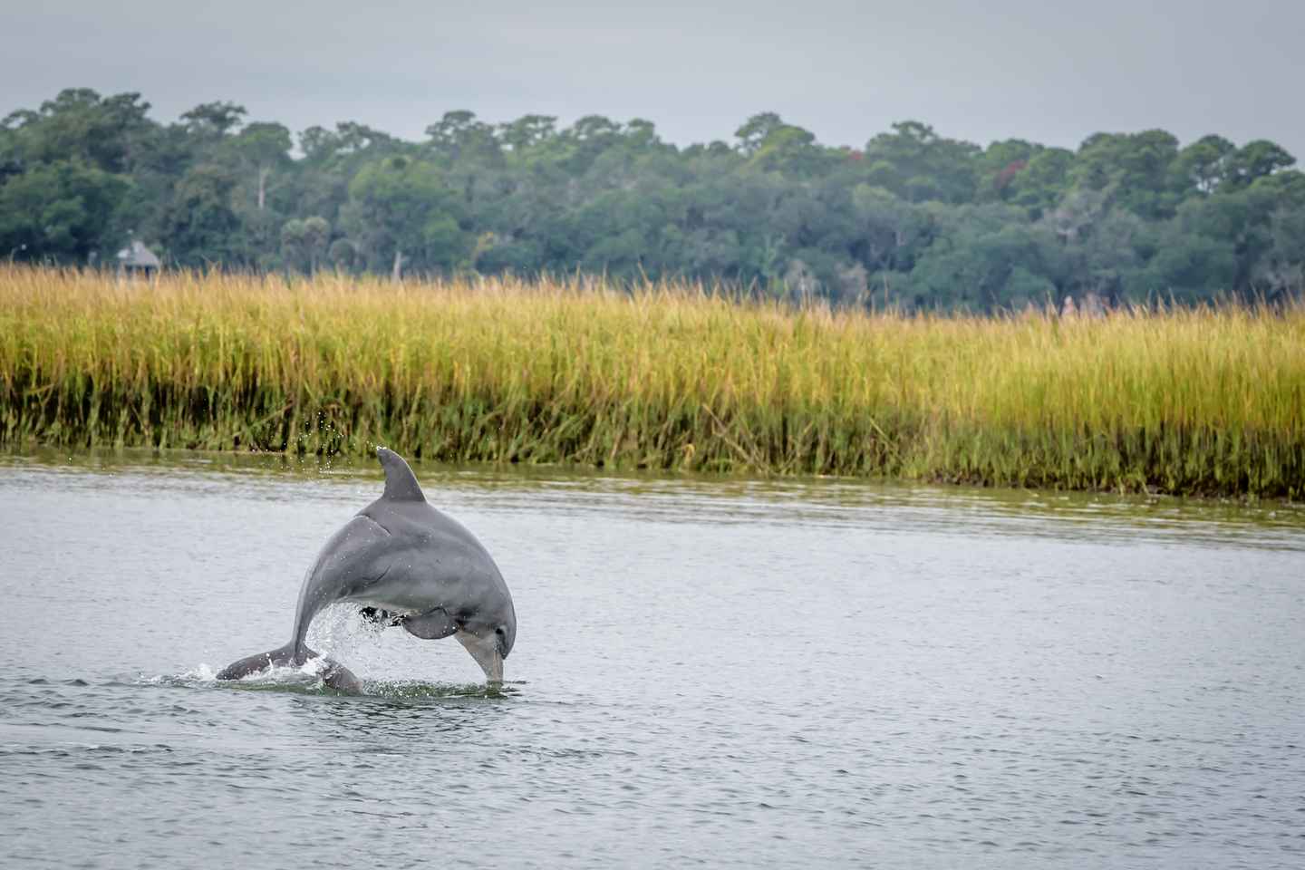 Savannah: Dolphin Spotting and Wildlife Eco Cruise thumbnail